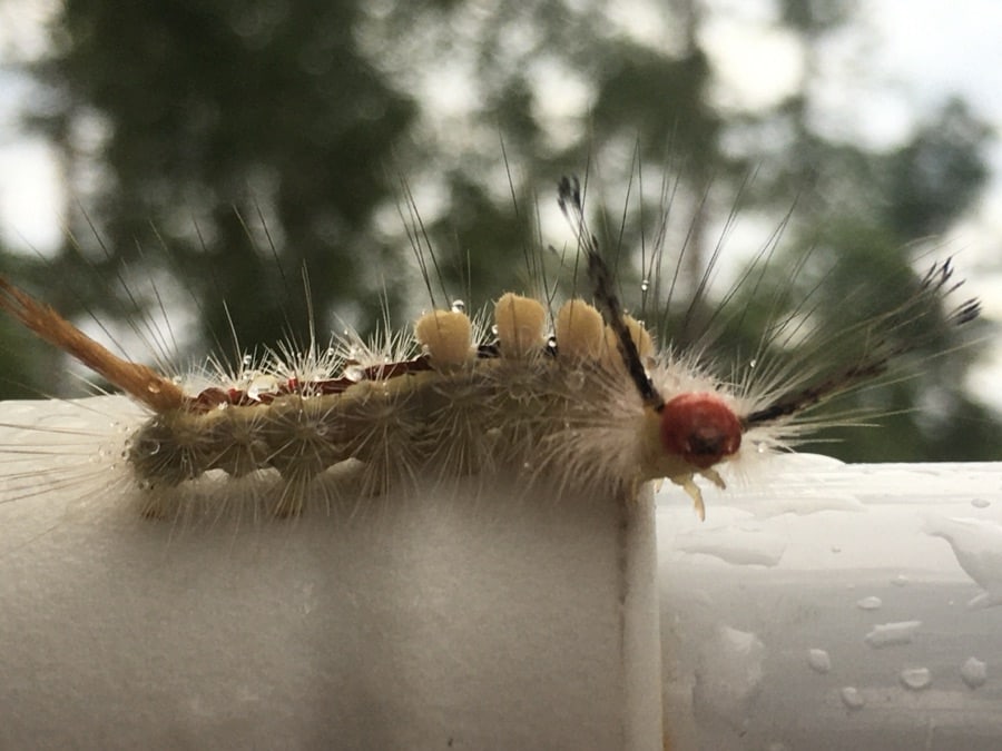 Close-up of a fuzzy caterpillar with a red head and spines on a wet white railing