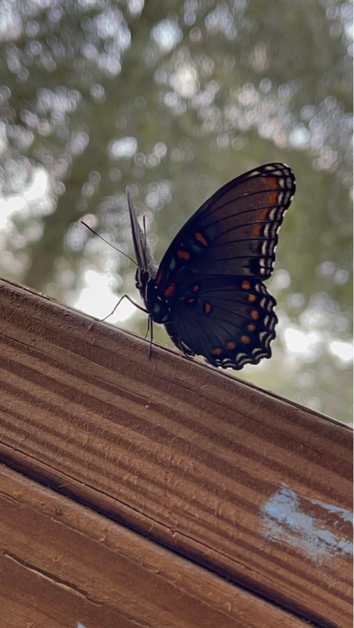 Dark butterfly with orange spots resting on a wooden railing against a blurred treetop background