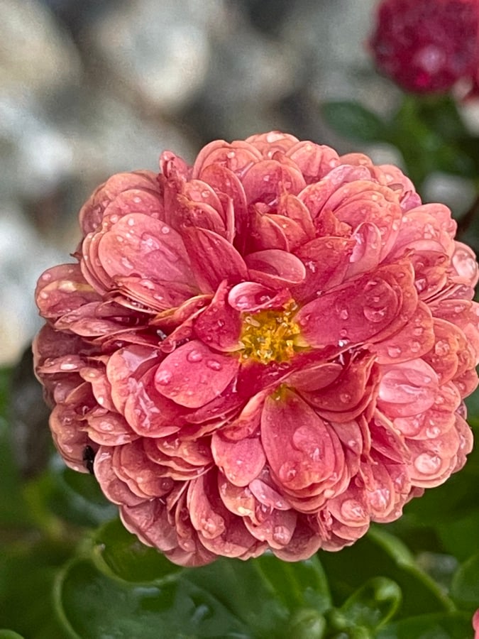 Pink flower covered in raindrops with layered petals and a golden center