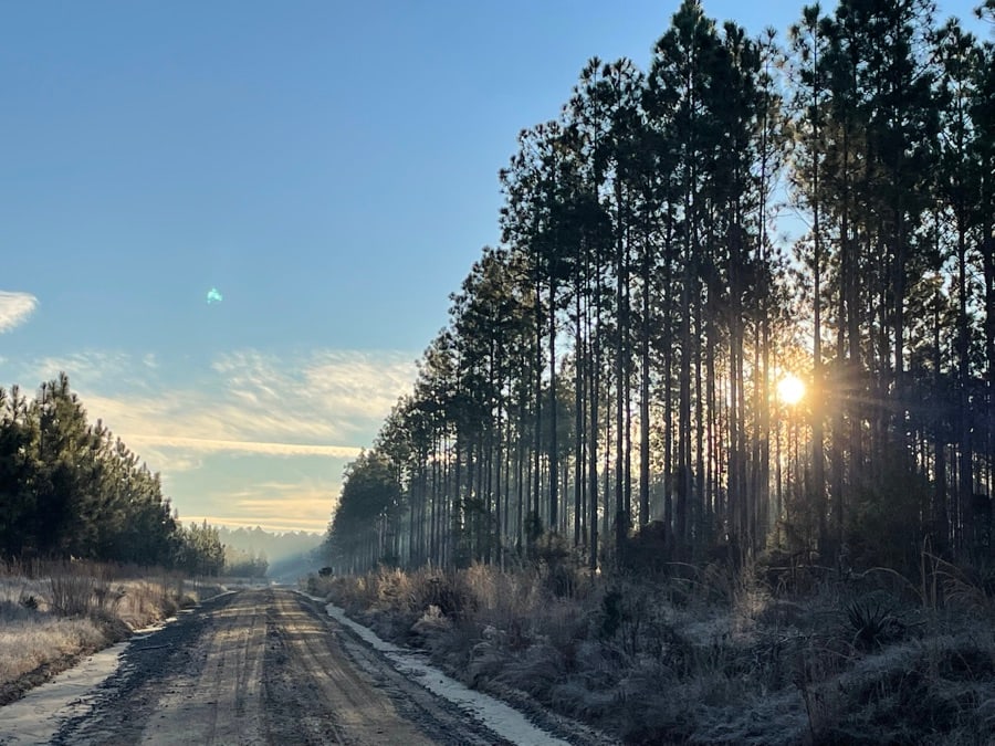 Sunrise along a dirt road bordered by tall pine trees