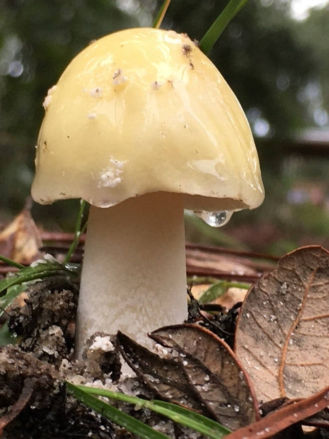 Pale yellow mushroom rising from damp leaf litter with a droplet hanging from its cap