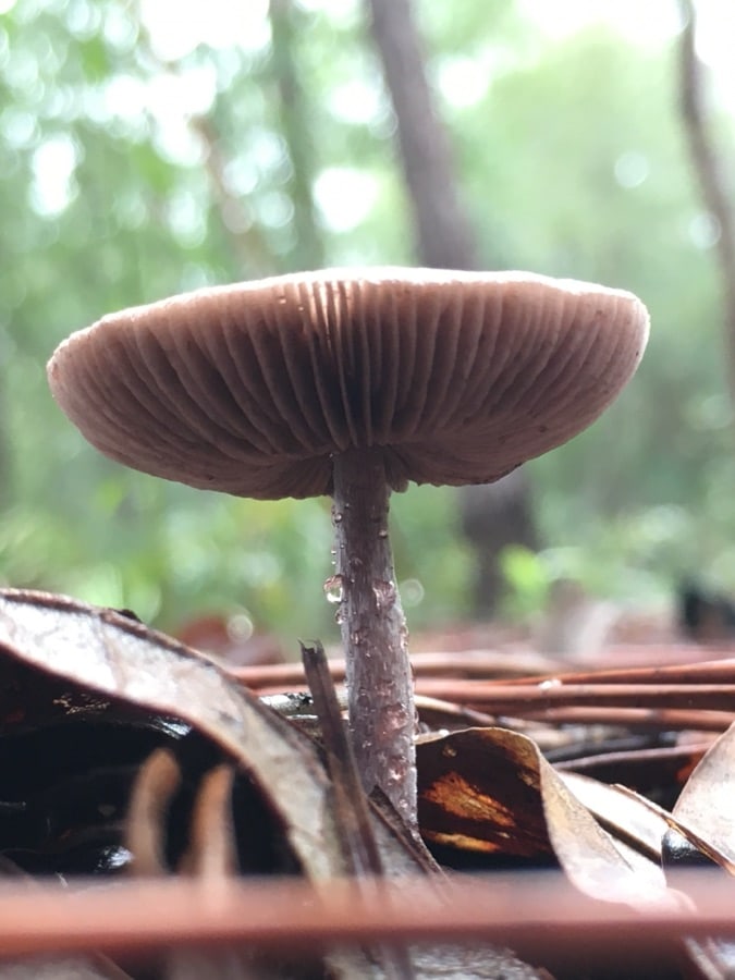 Underside view of a mushroom showing delicate gills against a soft green forest background