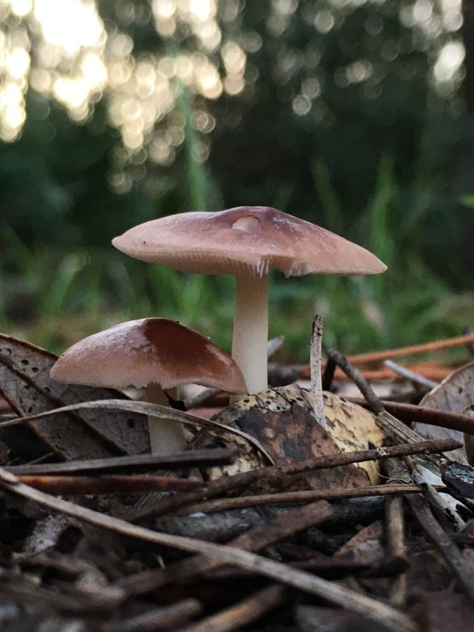 Two small brown mushrooms growing among pine needles and leaves on the forest floor