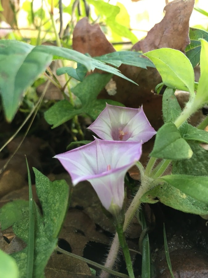 Two soft lavender wildflowers surrounded by green leaves and dry brown leaf litter