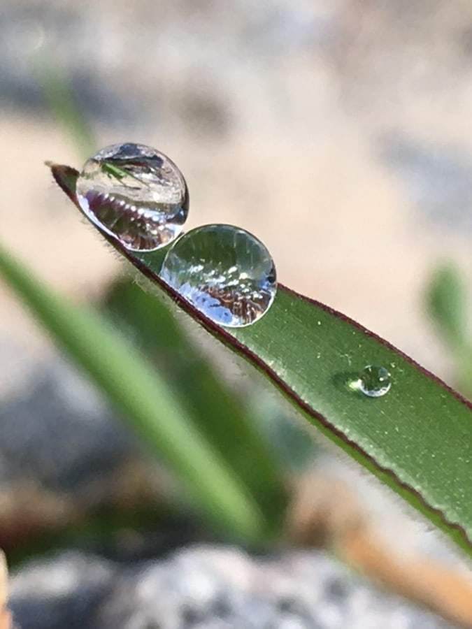 Three rounded dew drops resting on a narrow green blade of grass