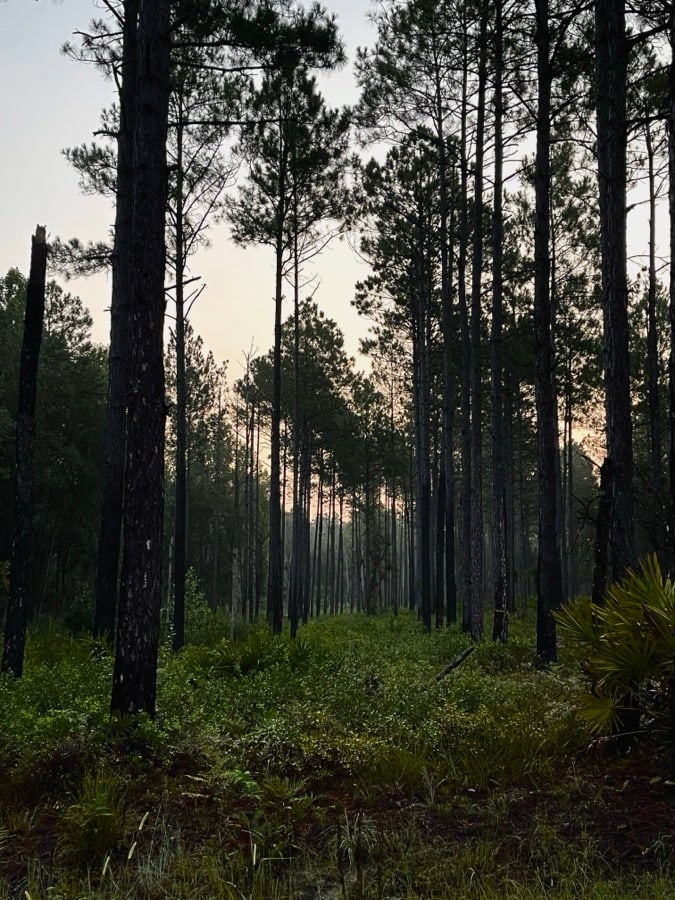 Tall pine forest with undergrowth and soft evening or early morning light in the distance