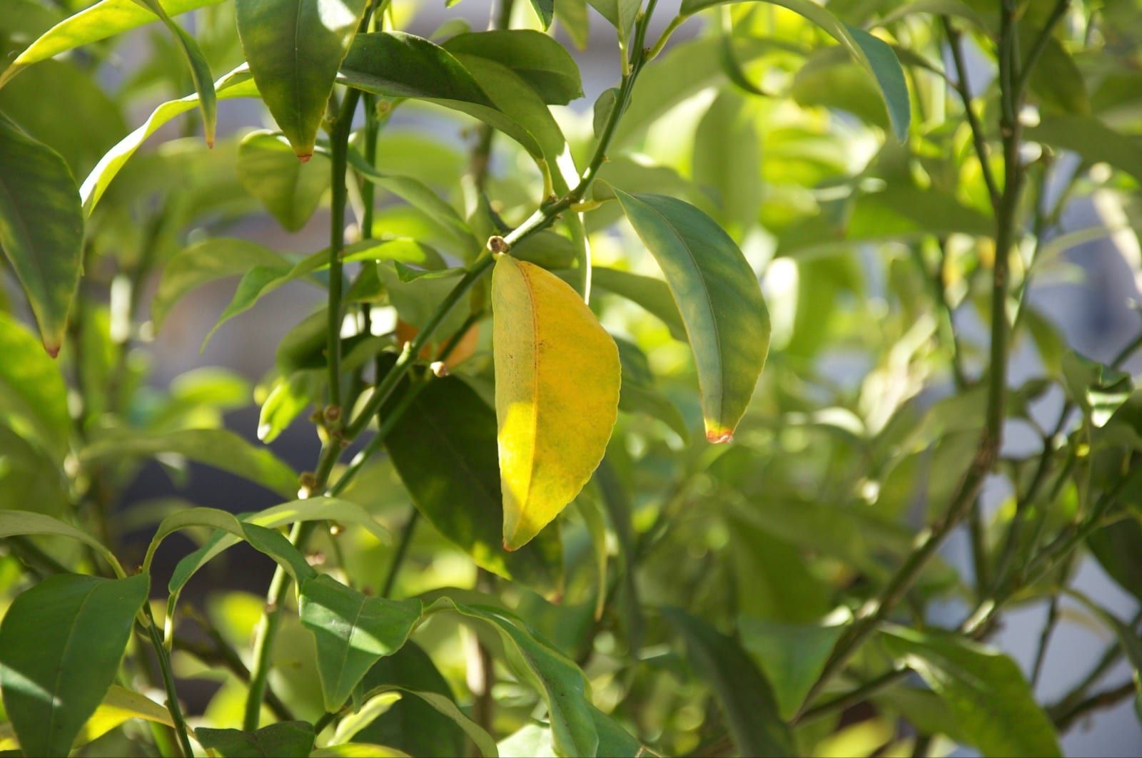Fresh Citrus Leaves