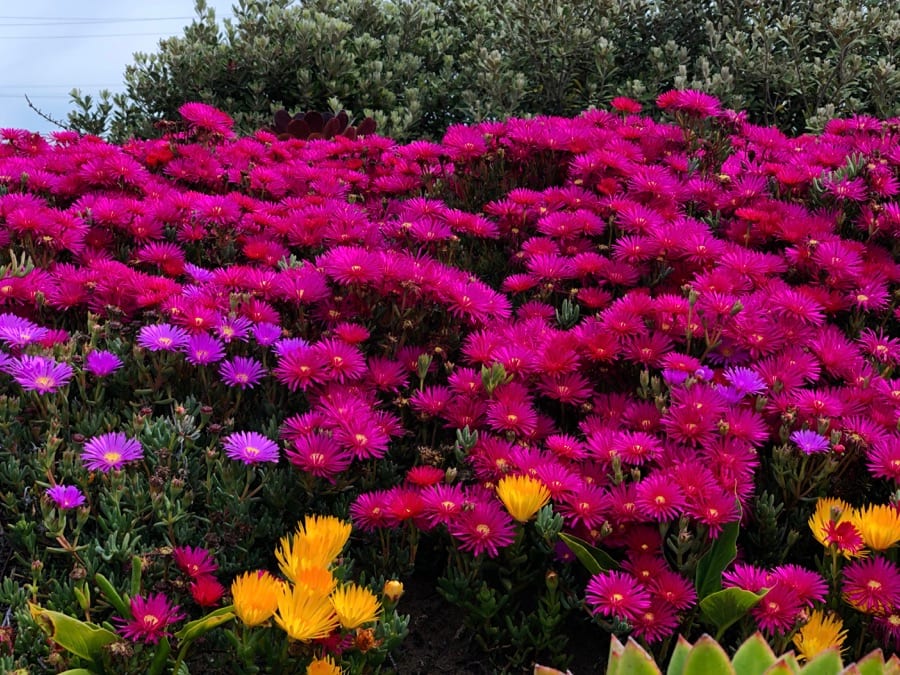 Vibrant Floral Display Print